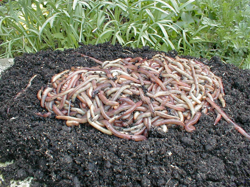 Regenwürmer Kompostwürmer kaufen
